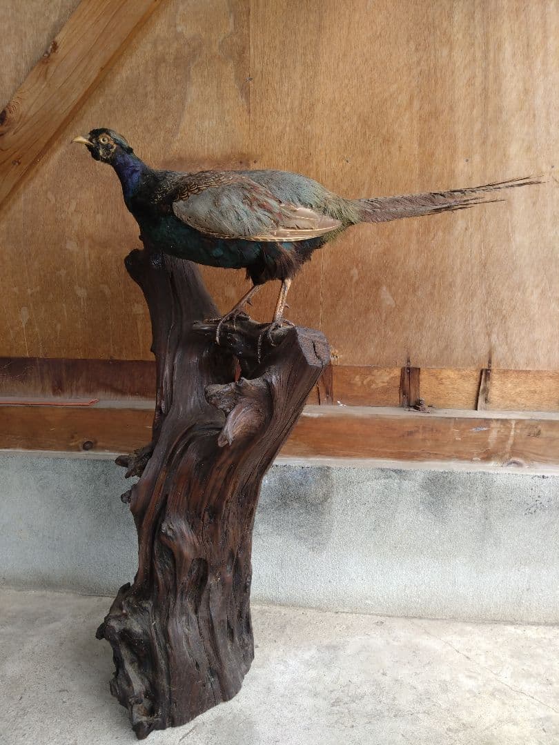 【運送費込み】キジの剥製（台座付き）