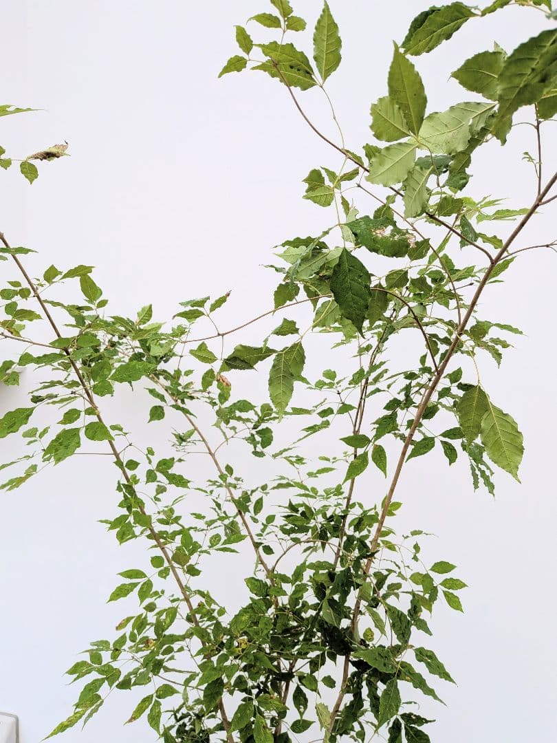 バツグン。アオダモ鉢植え。