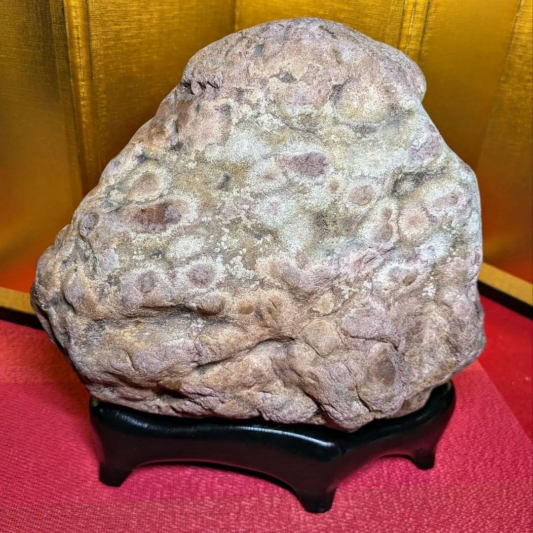 白山菊紋石 7㌔ 希少川ずれ 鑑賞石 観賞石 水石 盆石 天然石 置物 菊花石