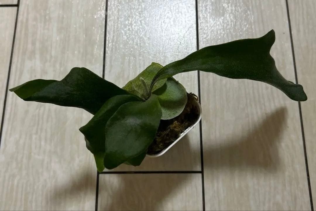 HAS.AR spore ビカクシダ　①