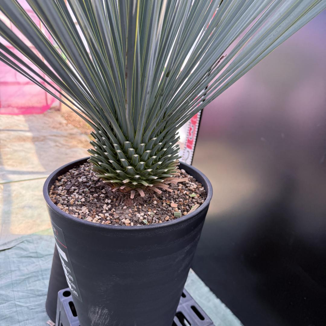 【AL1067】ユッカ　ロストラータ　ランチョブルー　数量限定販売