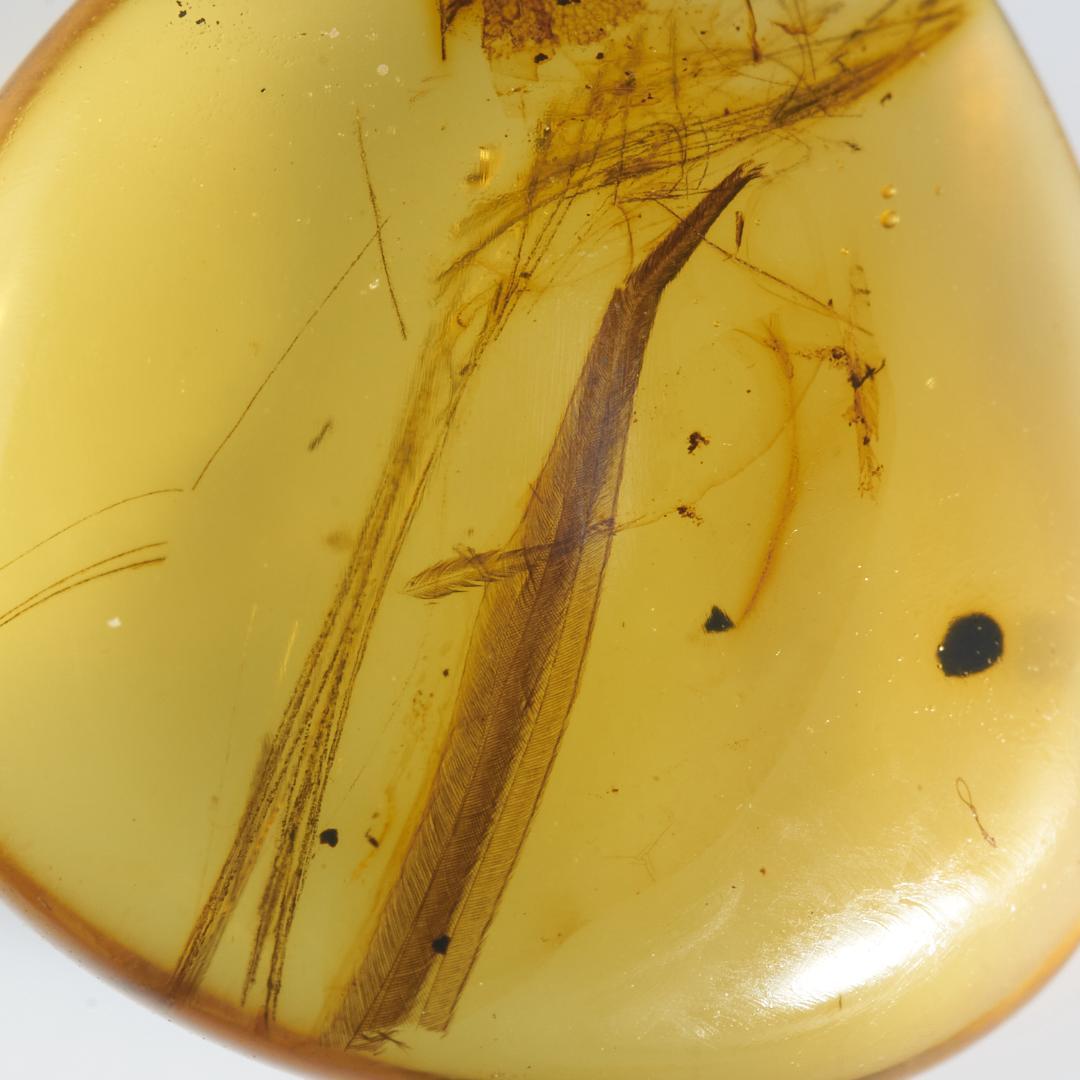 レア極上品 PA106虫入り琥珀化石　ミャンマーカムティかタナイ9900万年前