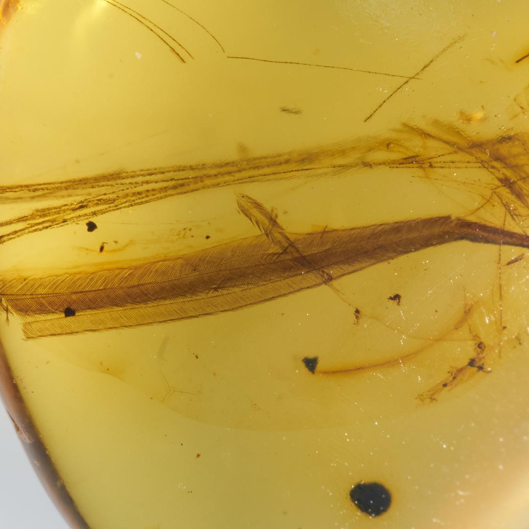 レア極上品 PA106虫入り琥珀化石　ミャンマーカムティかタナイ9900万年前