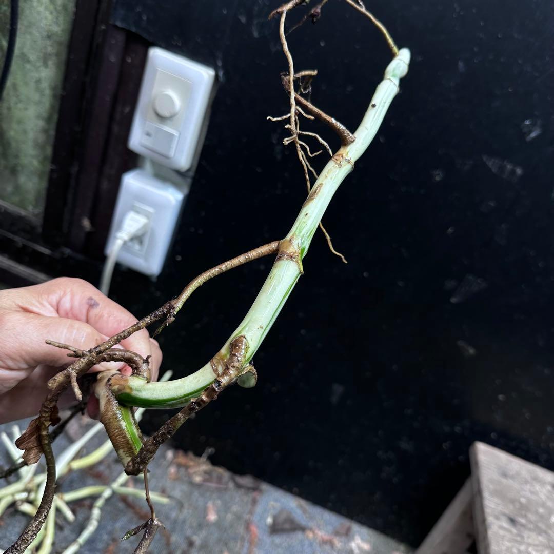 斑入りモンステラホワイトタイガー茎8株おまとめ