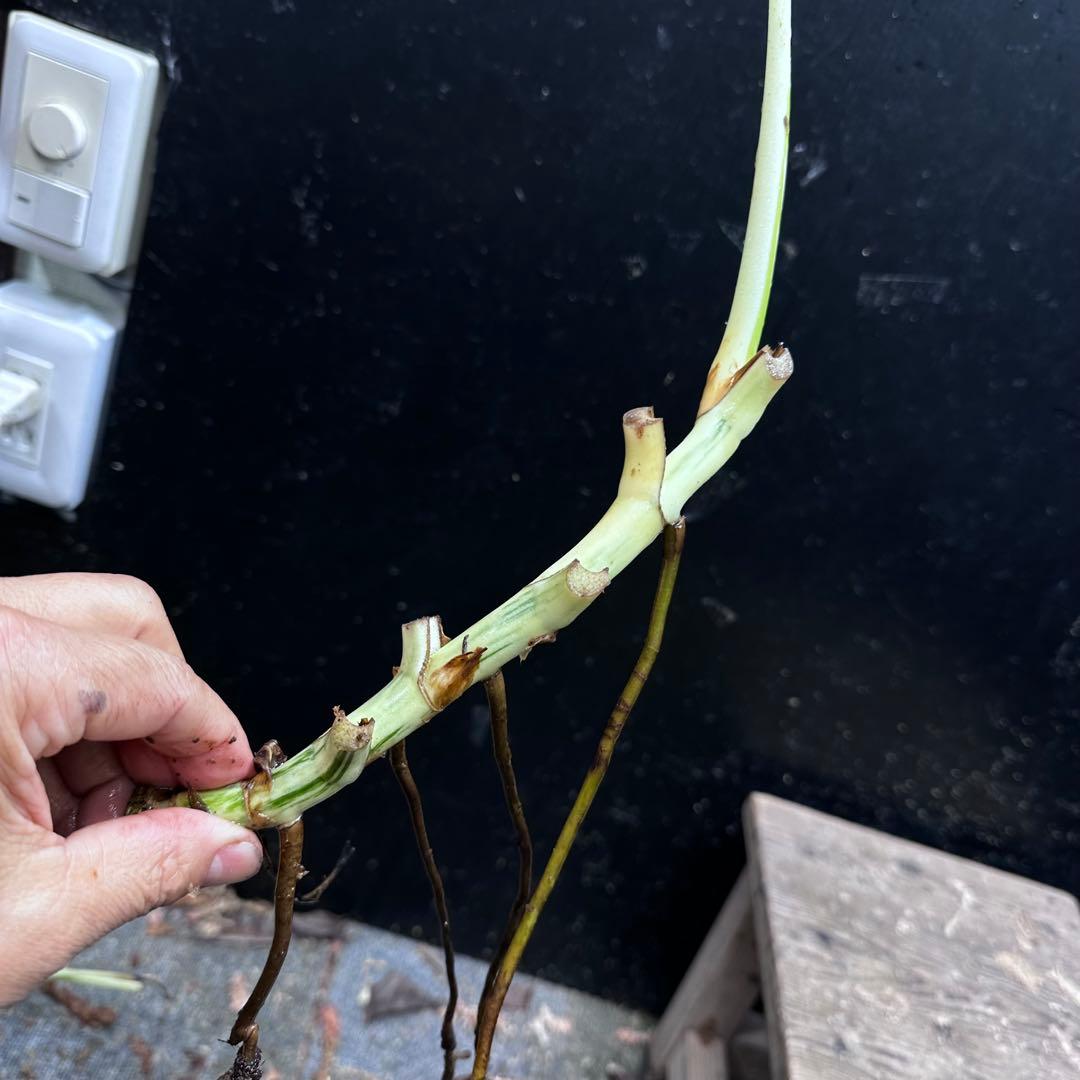 斑入りモンステラホワイトタイガー茎8株おまとめ