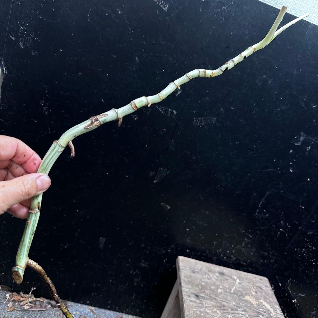 斑入りモンステラホワイトタイガー茎8株おまとめ