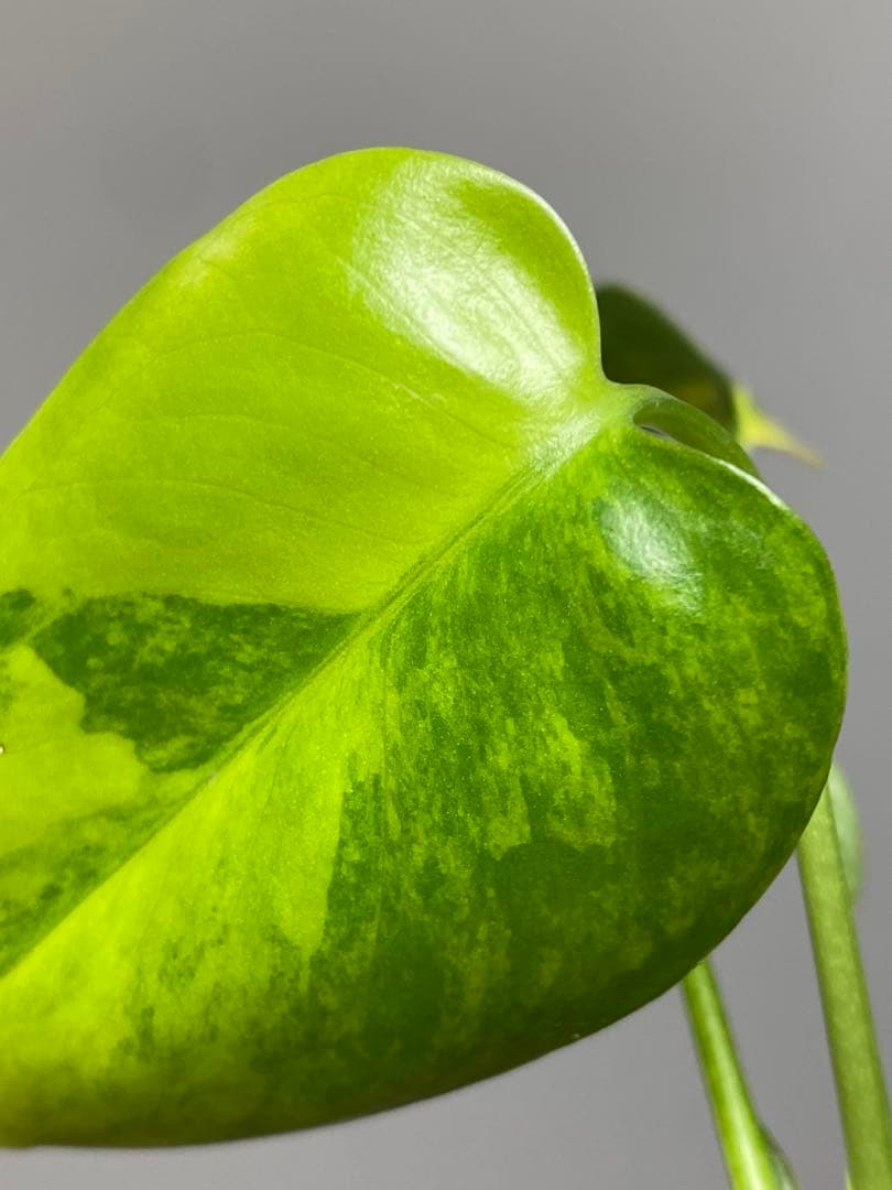 【全葉美斑入り✨】モンステラ　イエローマリリン　黄斑　オーレア　希少　人気‼️