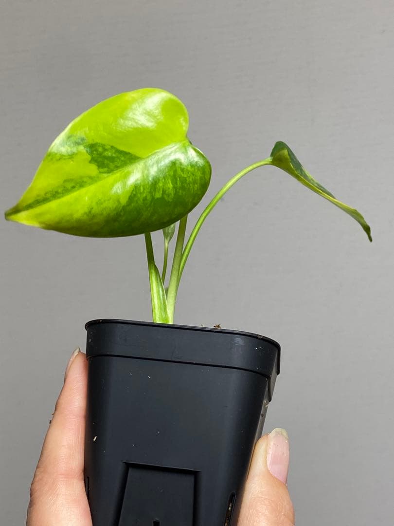 【全葉美斑入り✨】モンステラ　イエローマリリン　黄斑　オーレア　希少　人気‼️