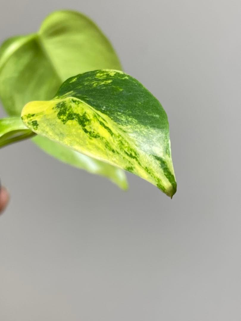 【全葉美斑入り✨】モンステラ　イエローマリリン　黄斑　オーレア　希少　人気‼️