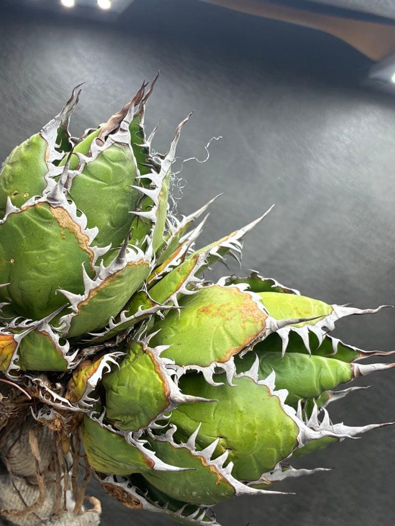 b*n様 アガベ ホリダ 極上株 極上強刺 球状株 Agave horrida