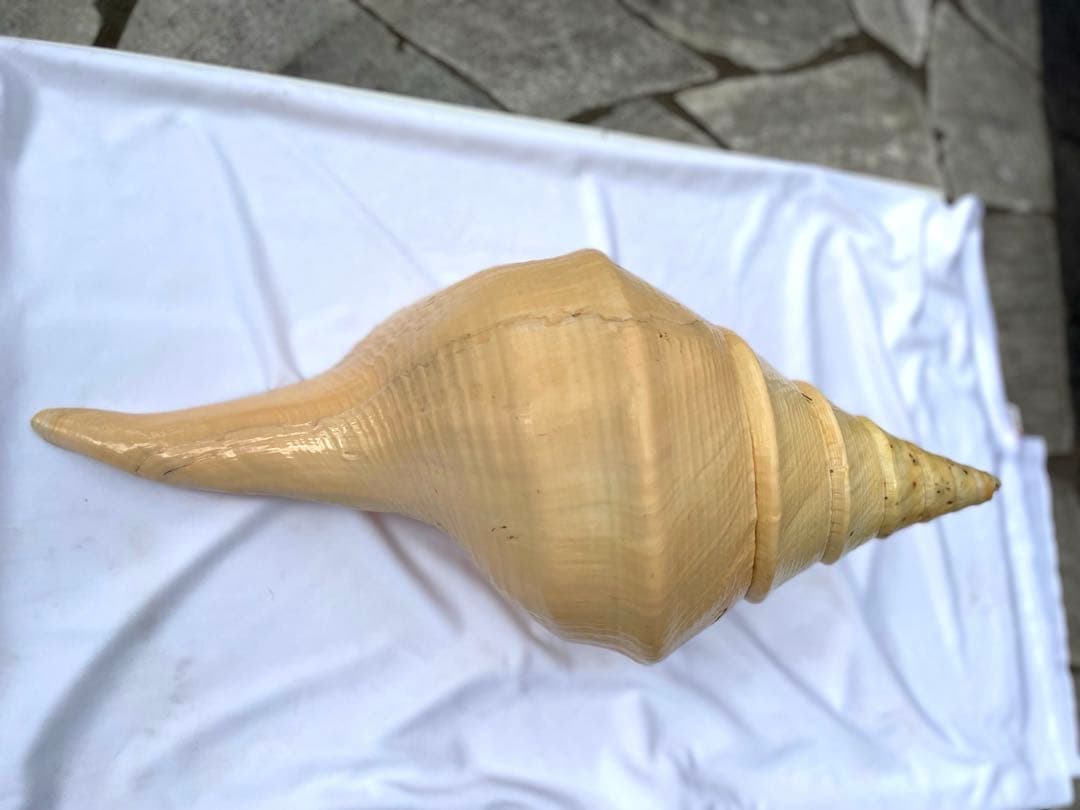 激レア　世界最大　法螺貝　アラフラオオニシ貝　貝殻長約５４センチ殻径約７１センチ