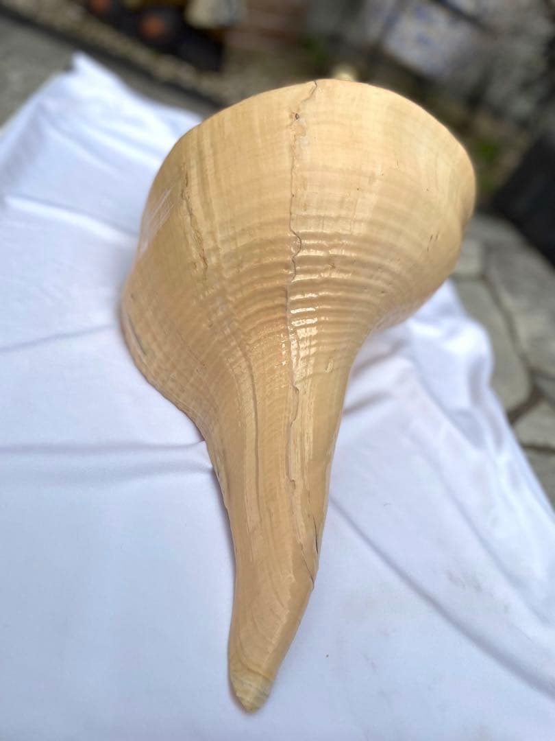 激レア　世界最大　法螺貝　アラフラオオニシ貝　貝殻長約５４センチ殻径約７１センチ