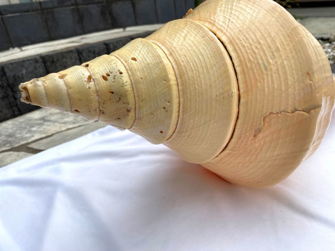 激レア　世界最大　法螺貝　アラフラオオニシ貝　貝殻長約５４センチ殻径約７１センチ