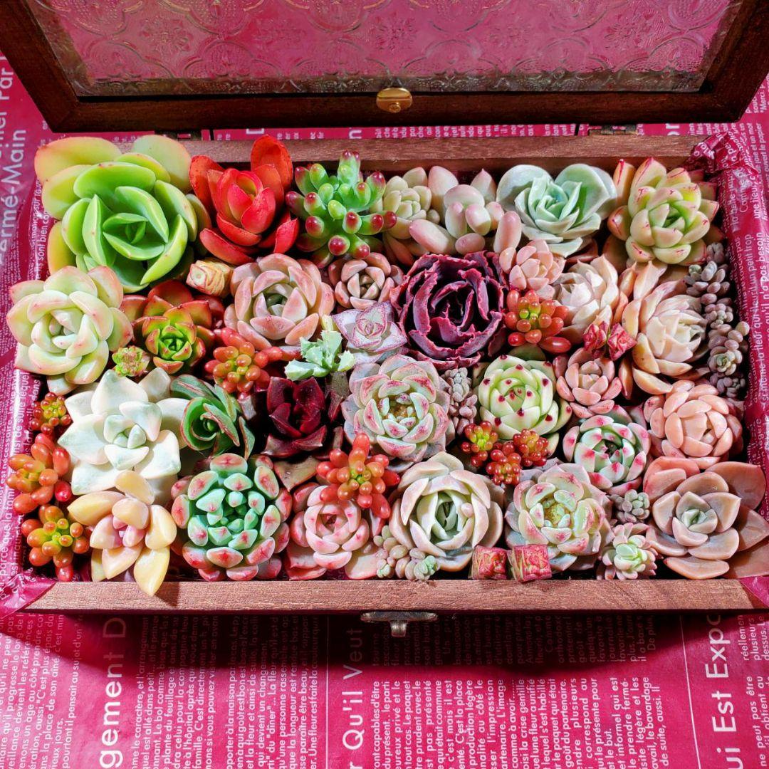 おまとめ検討中多肉植物寄せ植えセット☆たくさん詰め合わせ☆抜き苗&カット苗♪②
