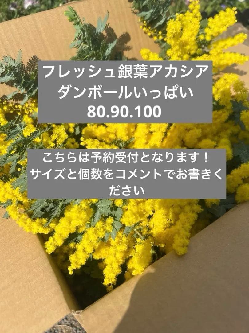 フレッシュギンヨウアカシア 採れたてダンボールいっぱい 痛み防止の為保水なし