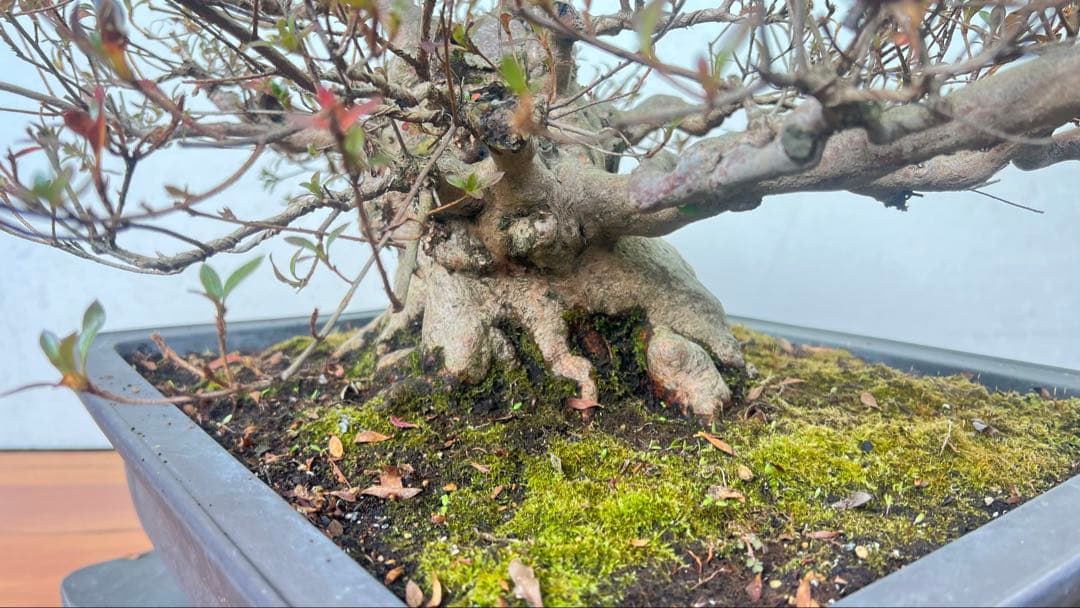 皐月盆栽　貴公子　高さ36センチ