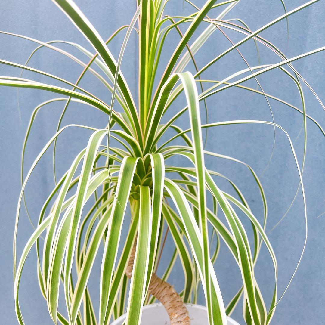 現品　トックリラン　ノリナ　斑入り　30番　トックリラン斑入り　観葉植物