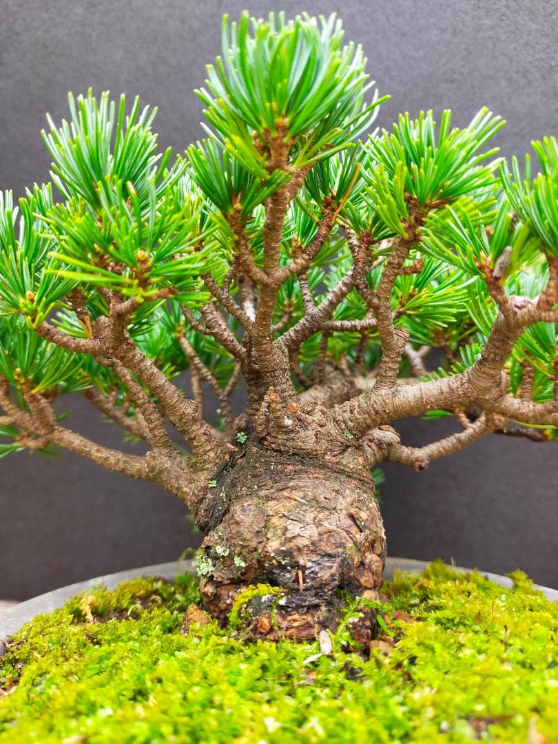 八房五葉松　明星　盆栽