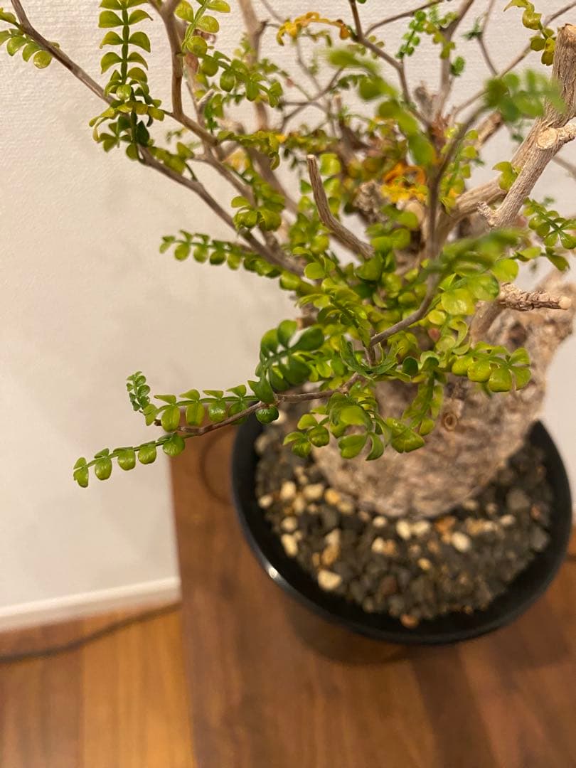 オペルクリカリアパキプス【発根済み】