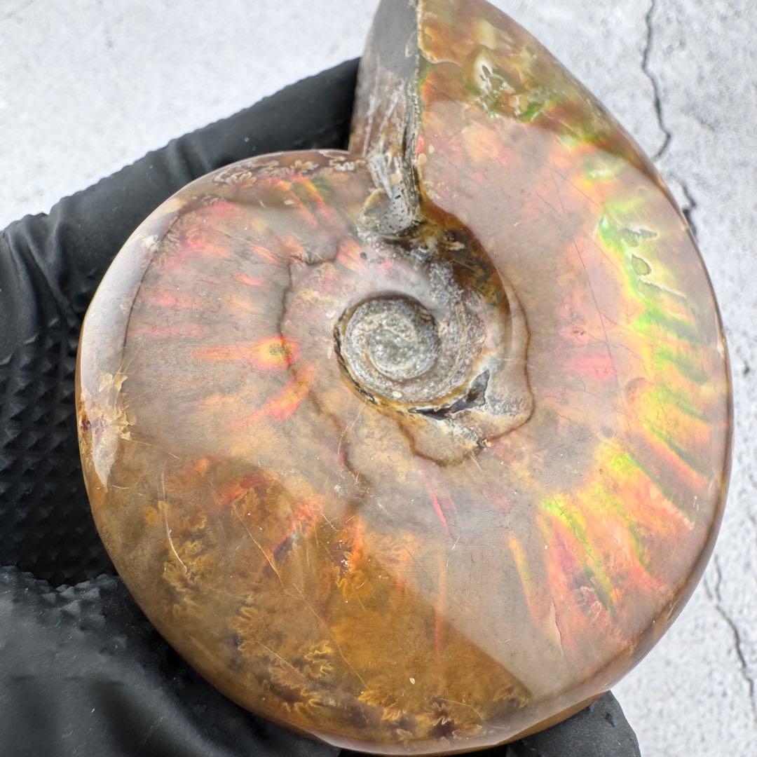 G-79天然アンモナイト原石　游色多色アンモナイト化石 天然石　コレクション標本