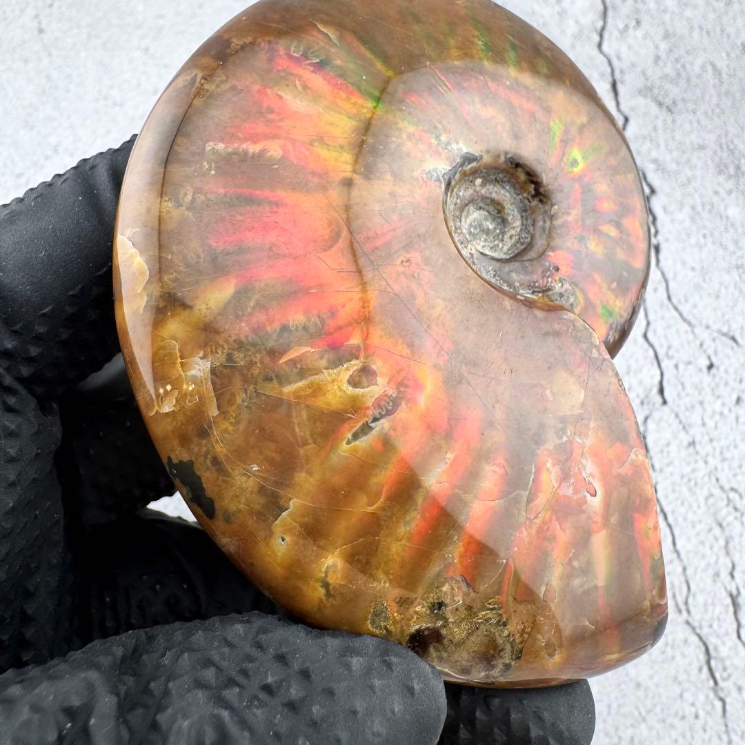 G-79天然アンモナイト原石　游色多色アンモナイト化石 天然石　コレクション標本