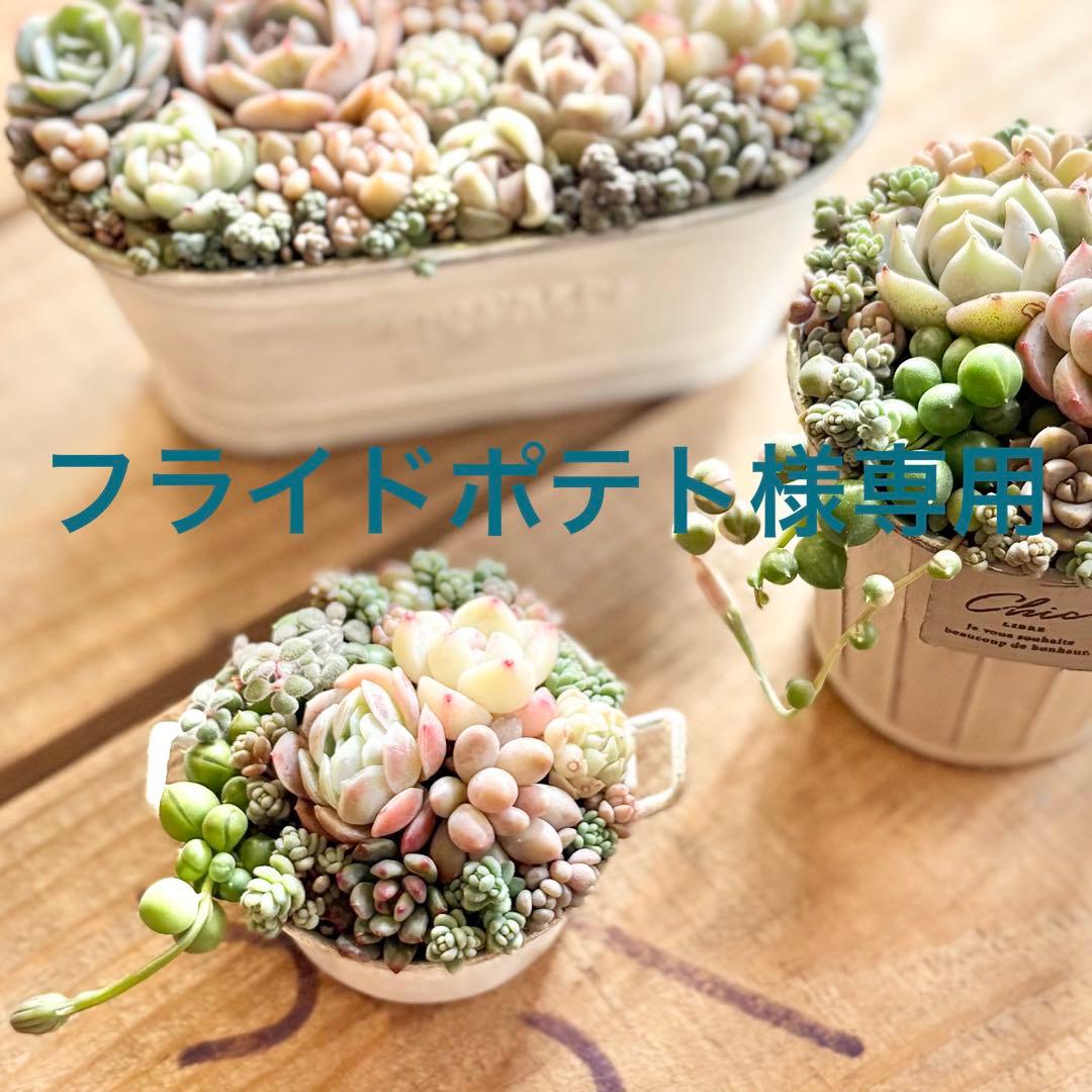 多肉植物寄せ植え❤︎そのまま飾れる❤︎専用