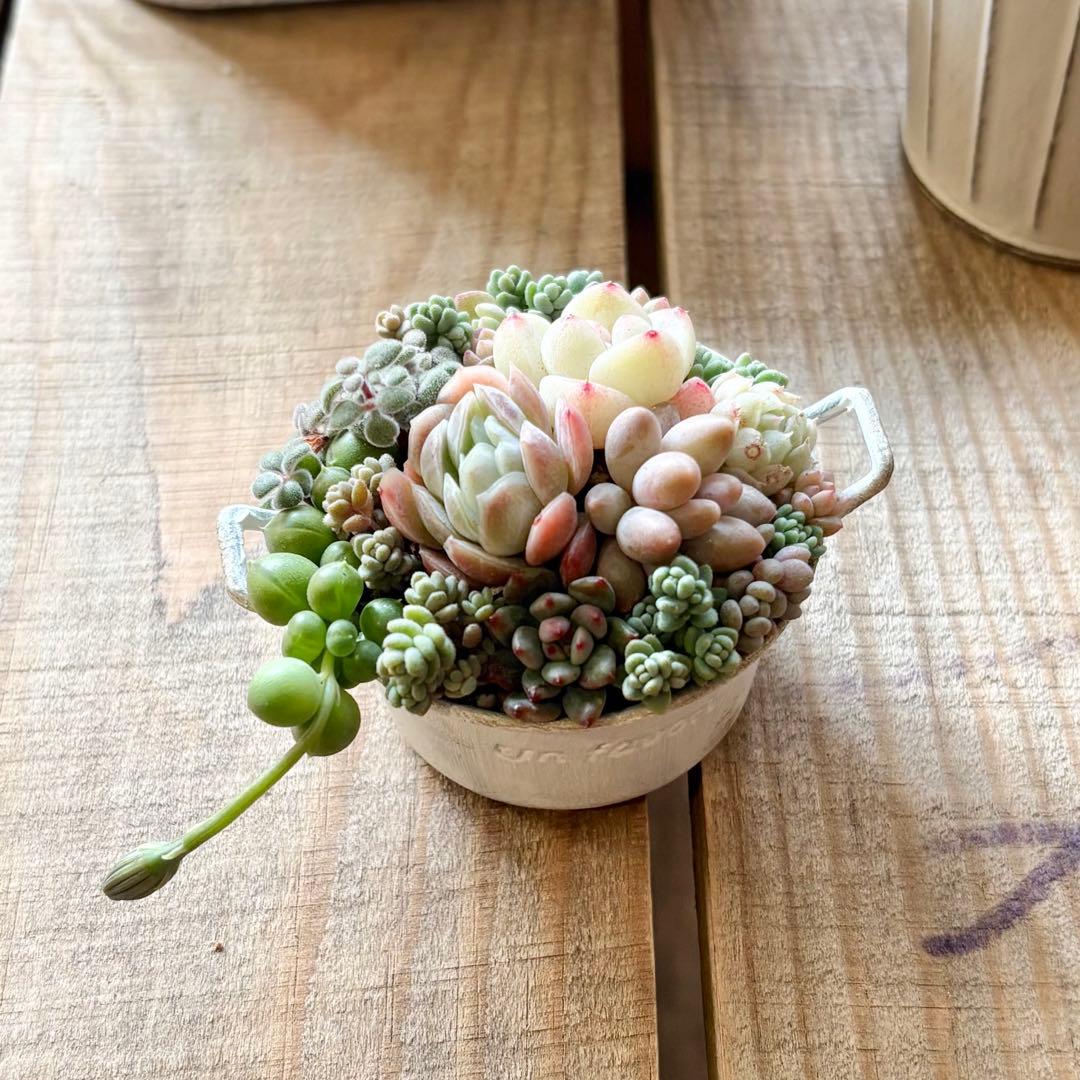 多肉植物寄せ植え❤︎そのまま飾れる❤︎専用