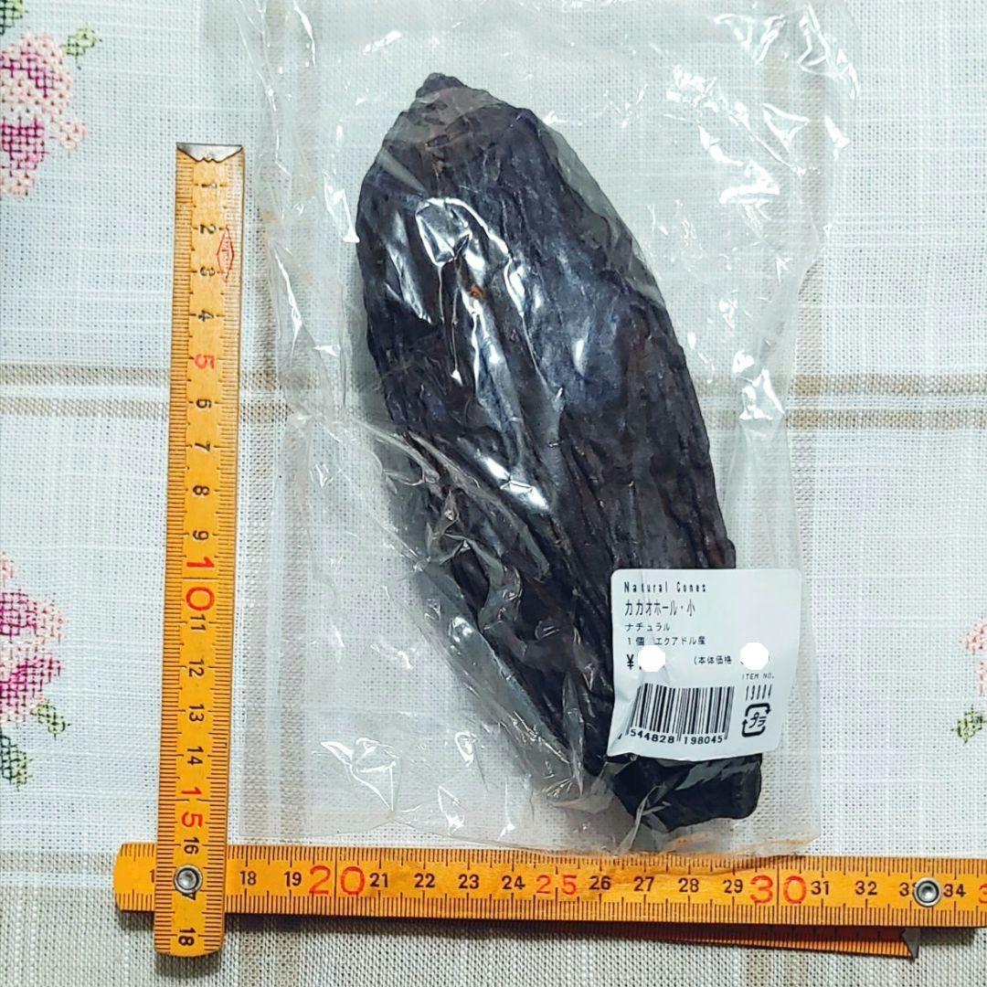 カカオホール 5個セットドライフラワー 花材 ナチュラル インテリア雑貨