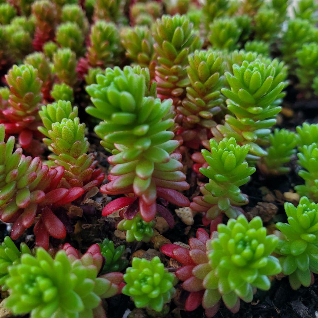 おまとめ検討中多肉植物寄せ植えセット☆たくさん詰め合わせ☆抜き苗&カット苗♪①