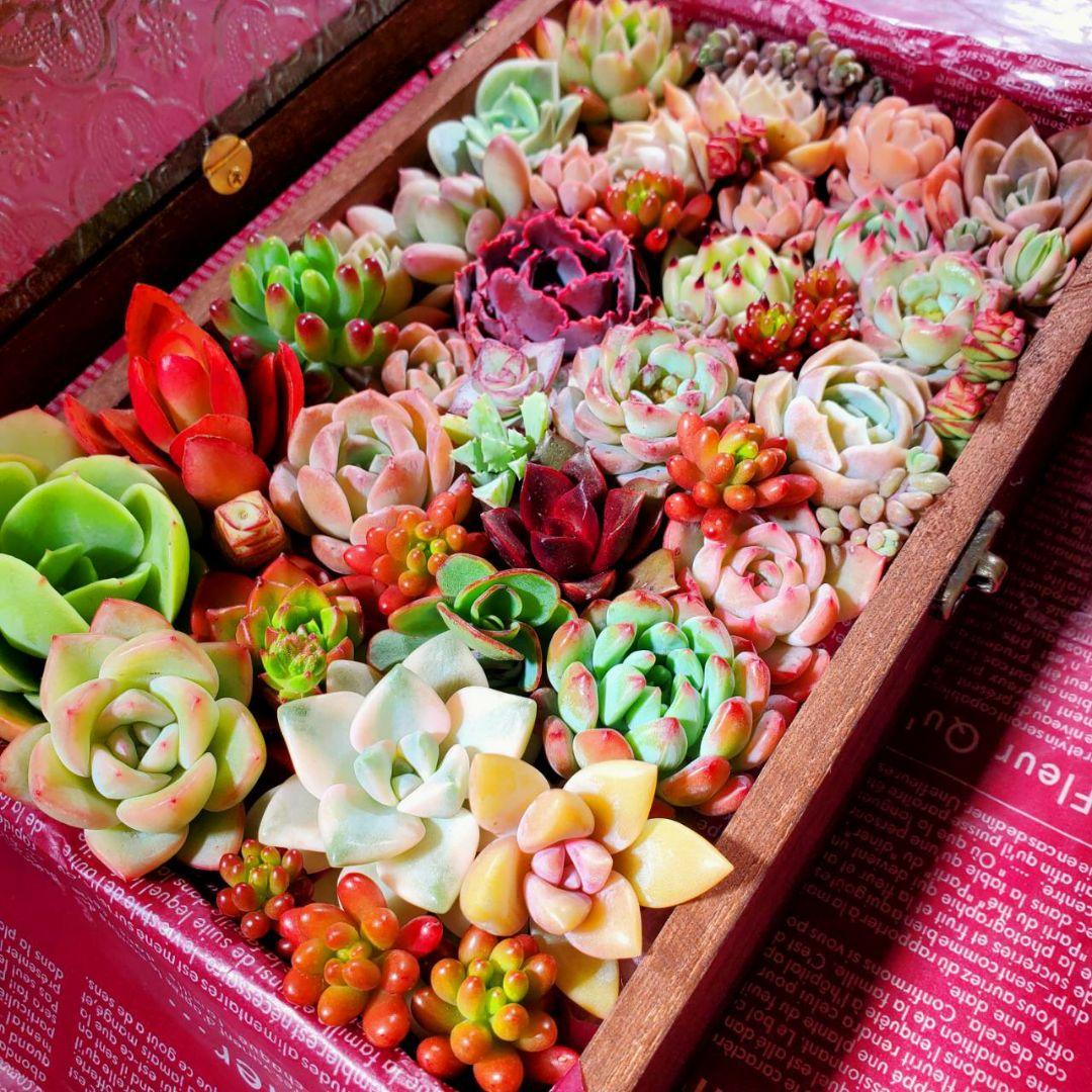 おまとめ検討中多肉植物寄せ植えセット☆たくさん詰め合わせ☆抜き苗&カット苗♪①