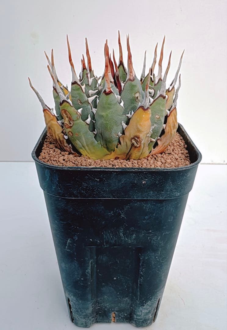 アガベ　エボリスピナ