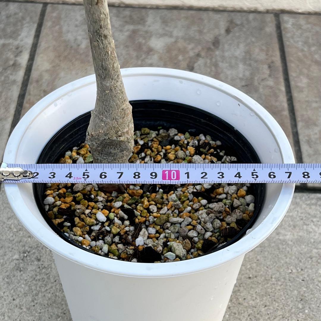 【セール】バオバブ　斑入り　No.001　鉢、送料込　メルカリ便