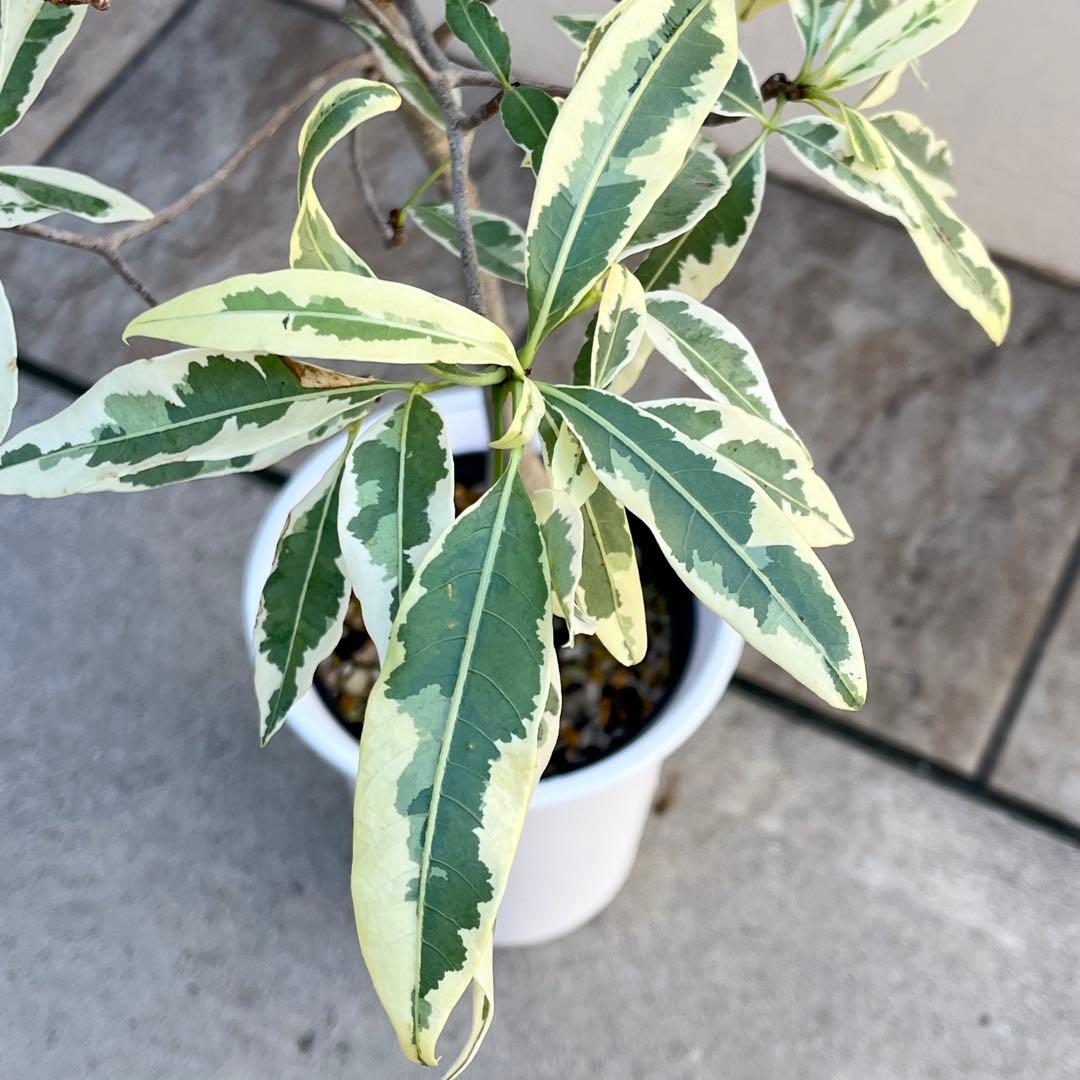 【セール】バオバブ　斑入り　No.001　鉢、送料込　メルカリ便