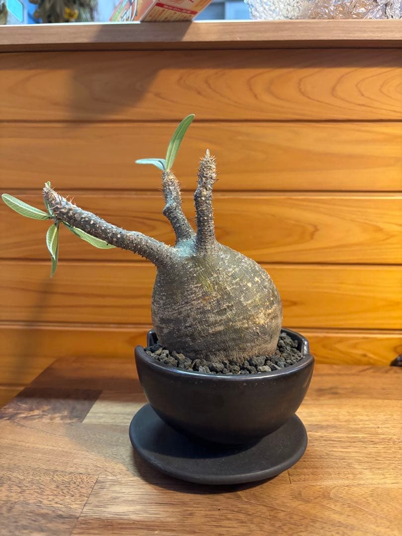 パキポディウムグラキリス　グラキリス　塊根植物　現地球　発根済み　厳選株　美形