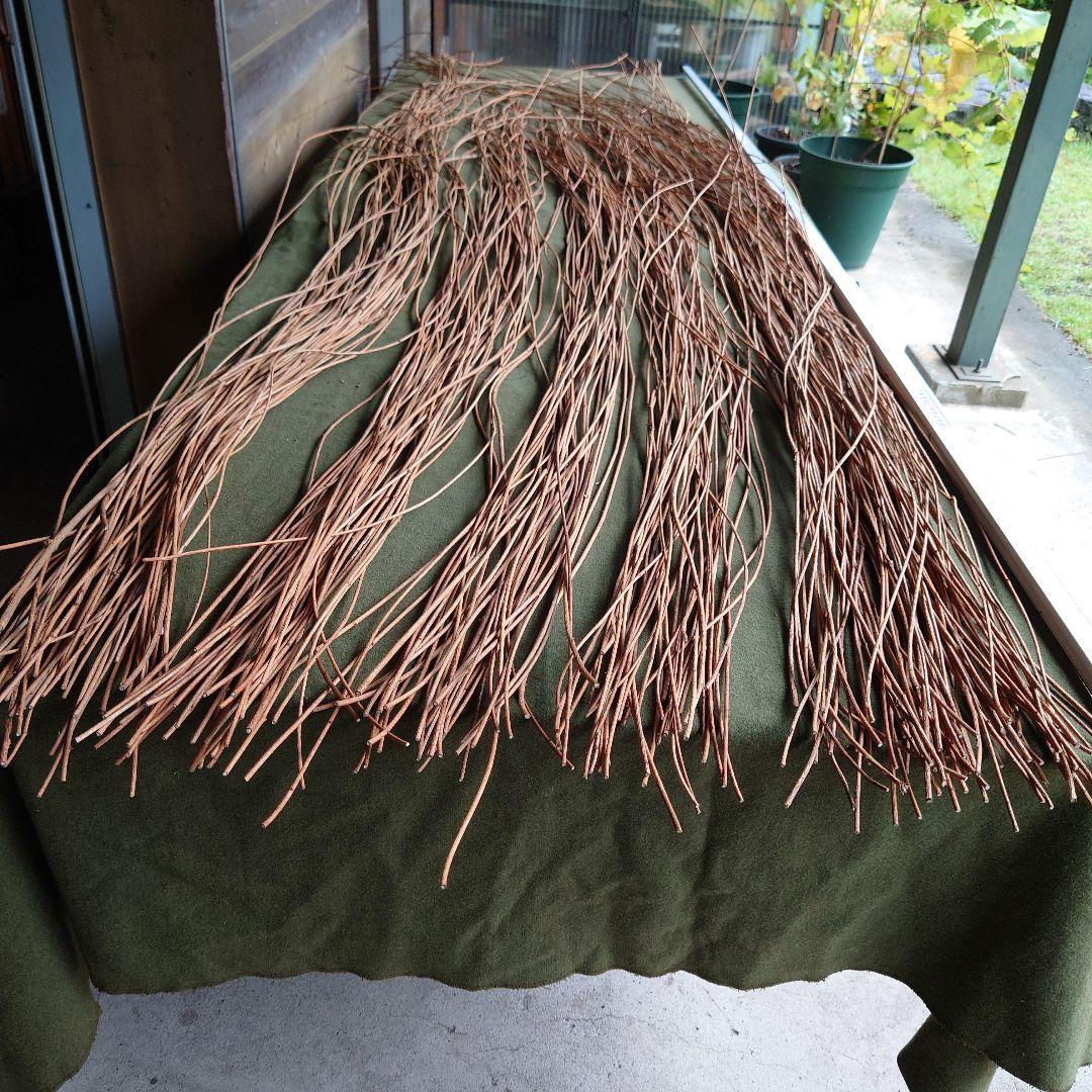 アケビの蔓(根蔓ランナー)