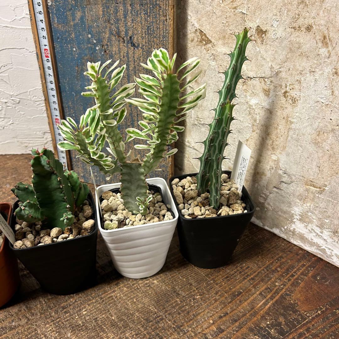わ*様 多肉植物　ユーフォルビア　3.5寸8種8鉢　観葉植物