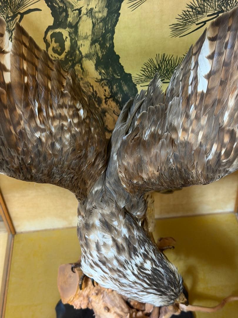 鷹の剥製 ガラスケース付き