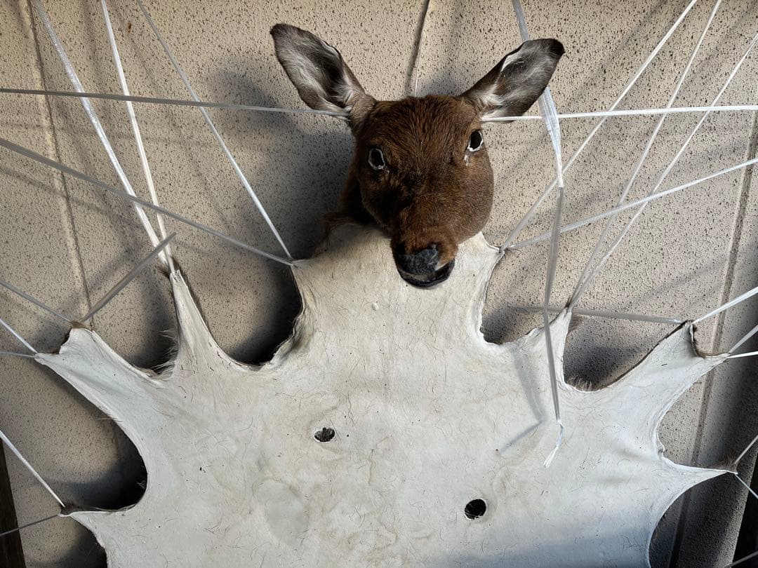 ニホンジカ♀毛皮（尾頭付）　25-2