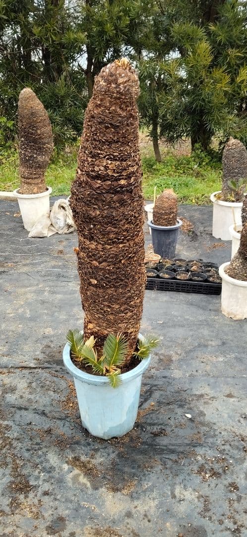 ドスコイ級のソテツ 10号プラ鉢 高さ1m22cm程 幹幅20cm以上(特典有)