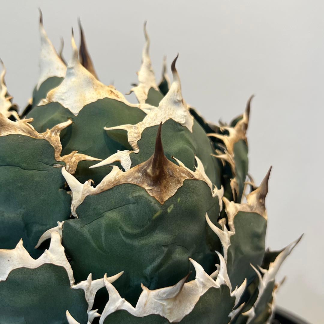 【美株】アガベチタノタ ノーネーム メキシコ現地球 発根済 ボール状 多肉 大株