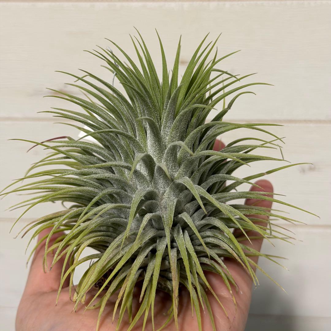 ブロメリア・エアープランツ Tillandsia ionantha  ball