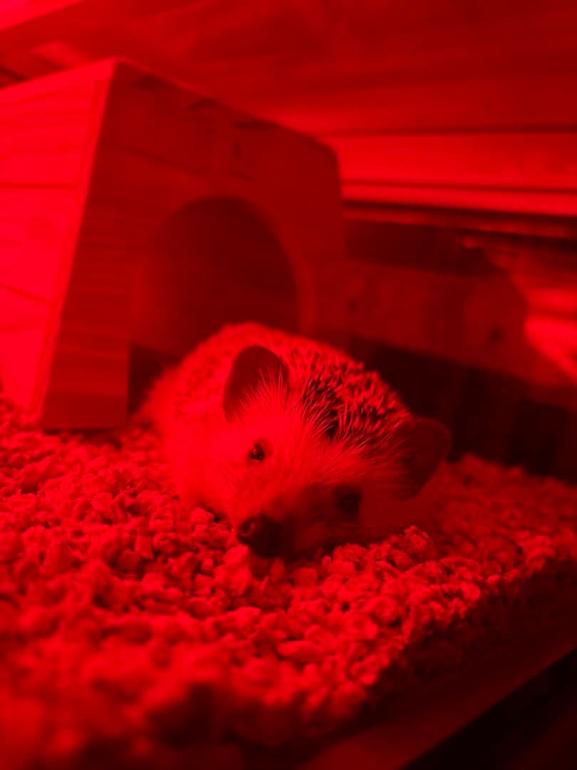 小動物ケージ　ハリネズミ　二階建てケージ　ライト付き