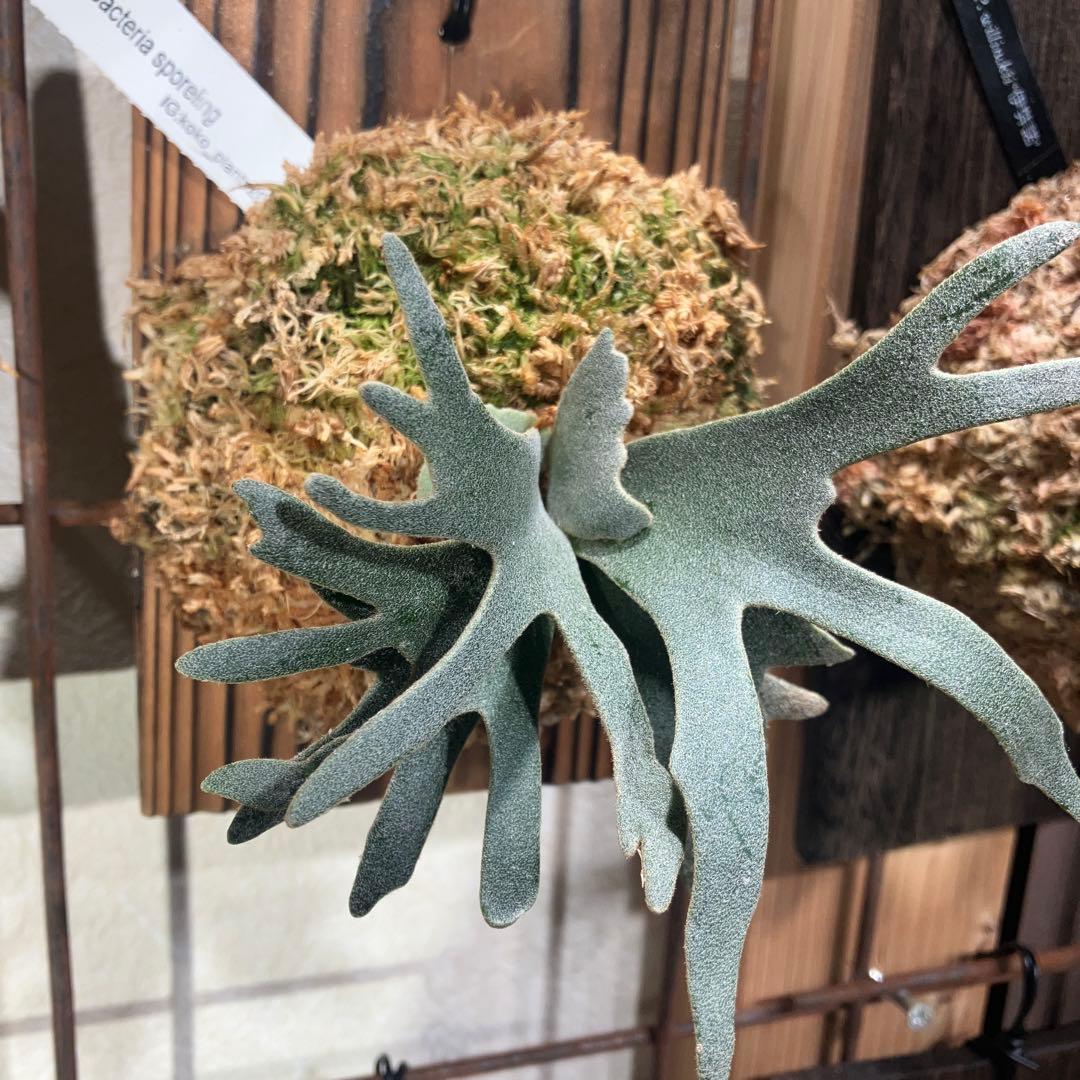 ビカクシダ　ウィリンキーバクテリア