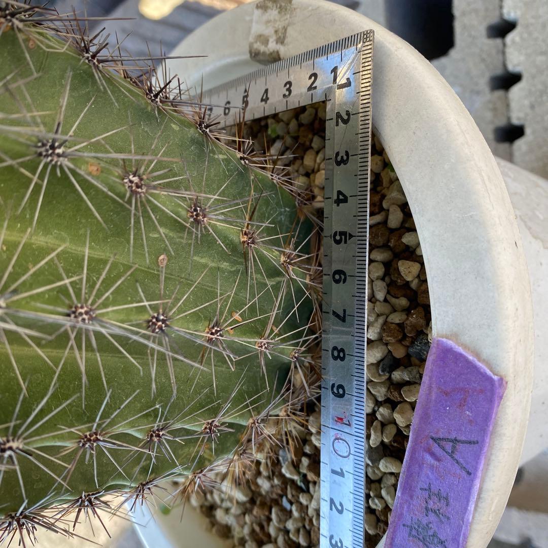 サボテン 高さ約30cm 直径約15cm 弁慶柱A 発根済み