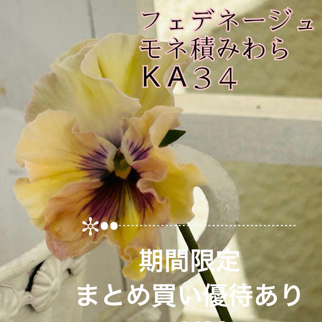 ＫＡ３４♥フェデネージュ モネ積みわら♥人気品種希少♥花苗ポットごと発送♥