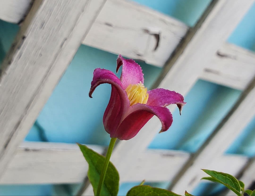 トキ色の君　2番花開花