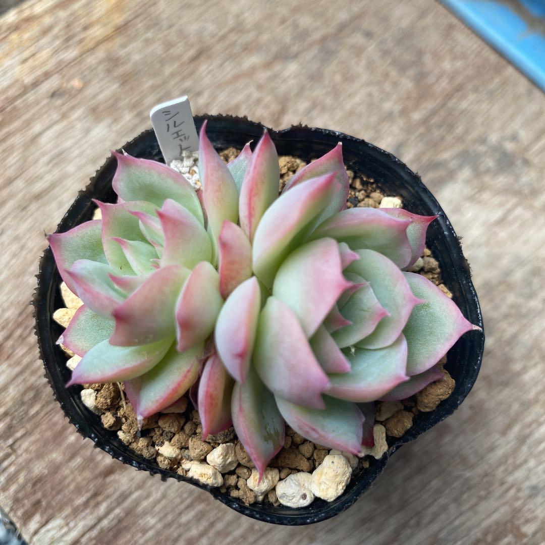 多肉植物   シルエット　双頭