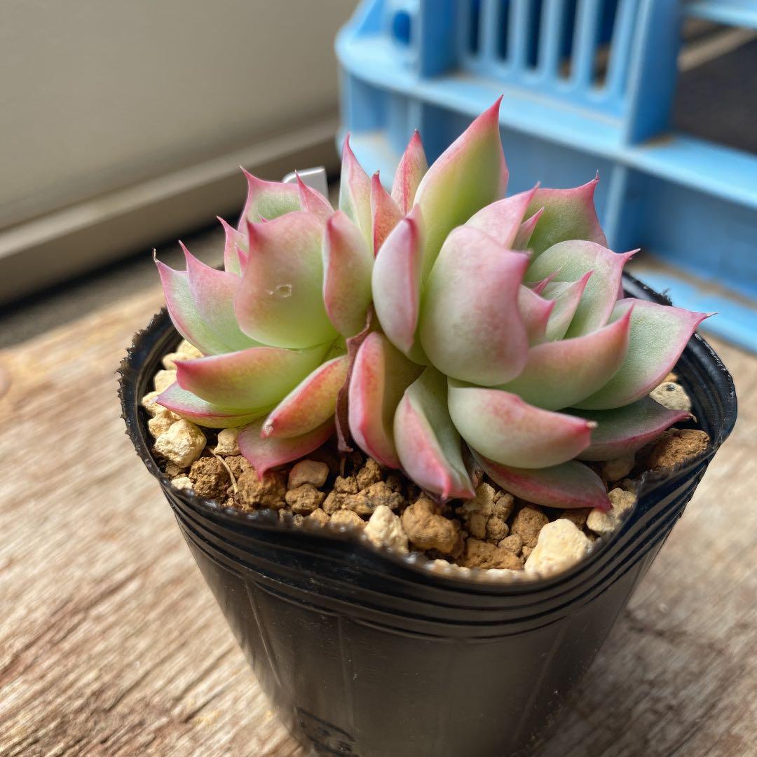 多肉植物   シルエット　双頭