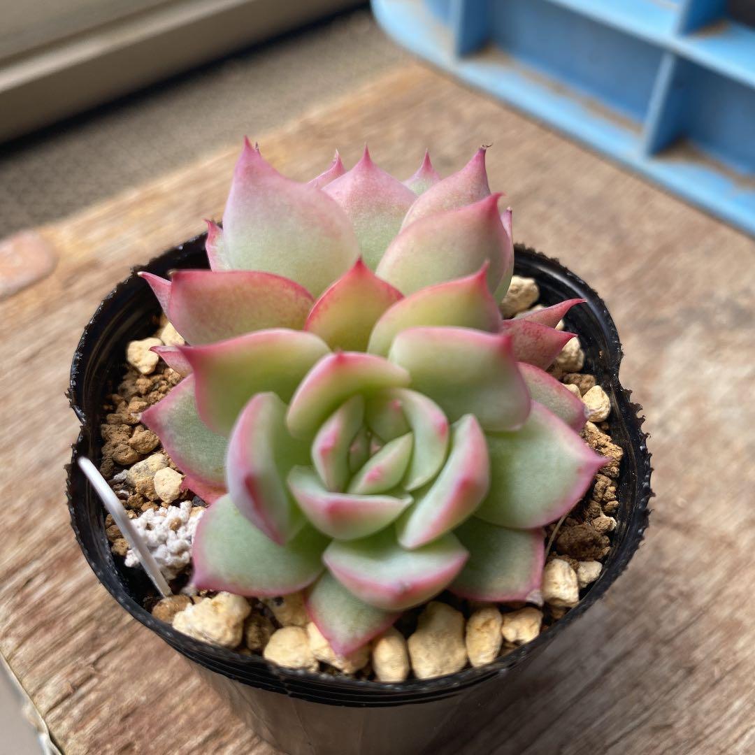 多肉植物   シルエット　双頭