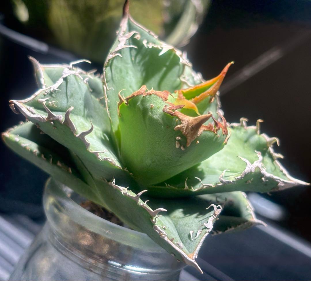 超絶！アガベ現地オアハカブツブツ（極上株）超S級super実生オアハカ激レア！